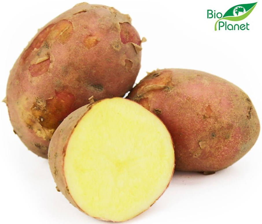 Red young organic potatoes Bio Planet