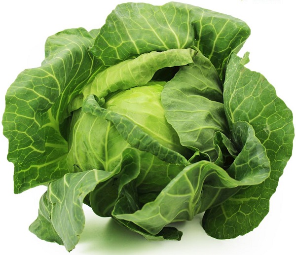 Organic young cabbage from Bio Planet 