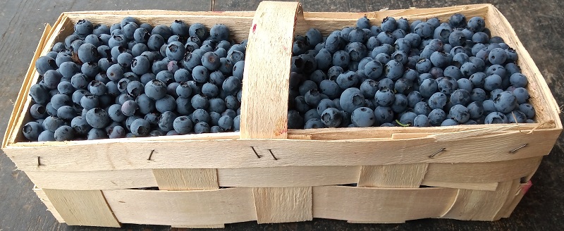 Amerikanische Blaubeeren direkt vom Feld, frisch gepflückt in Kashubia