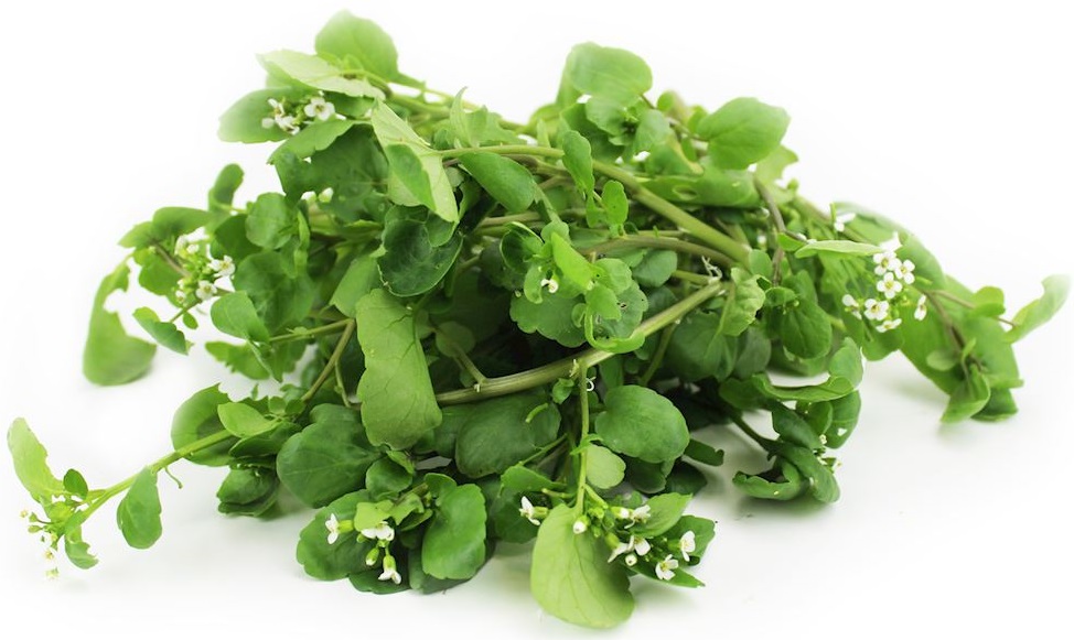 Organic watercress Bio Planet