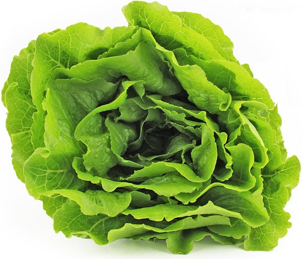 Organic romaine lettuce Bio Planet