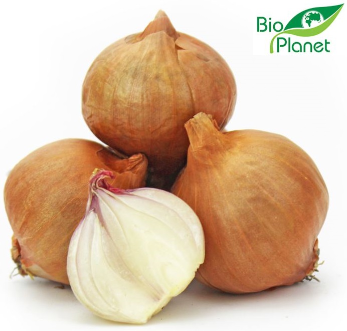 Cebula szalotka ekologiczna Bio Planet