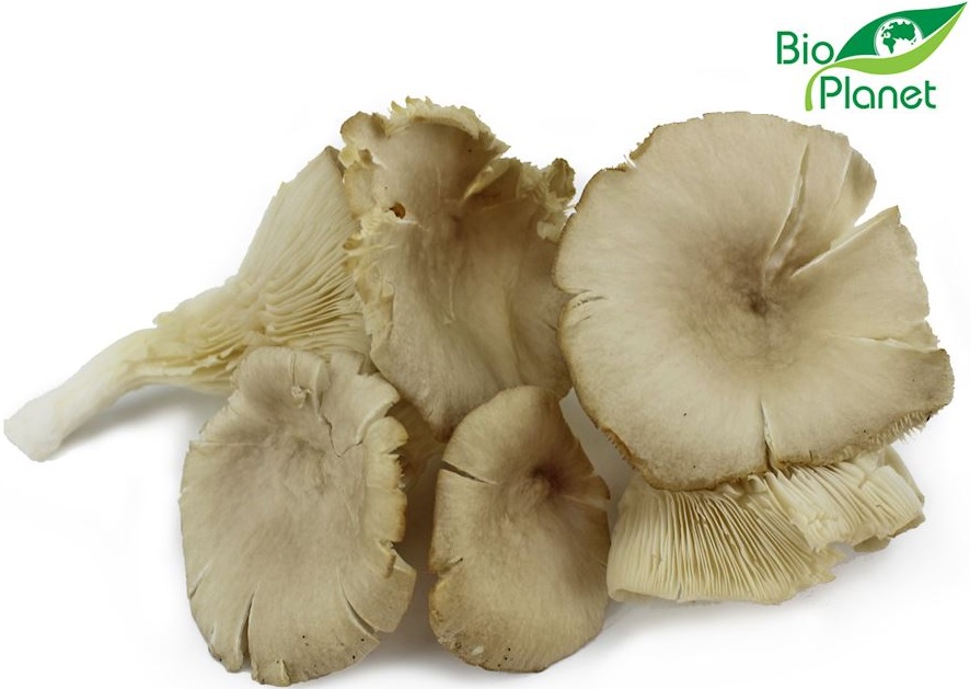 Fresh Oyster Mushrooms Bio Planet   