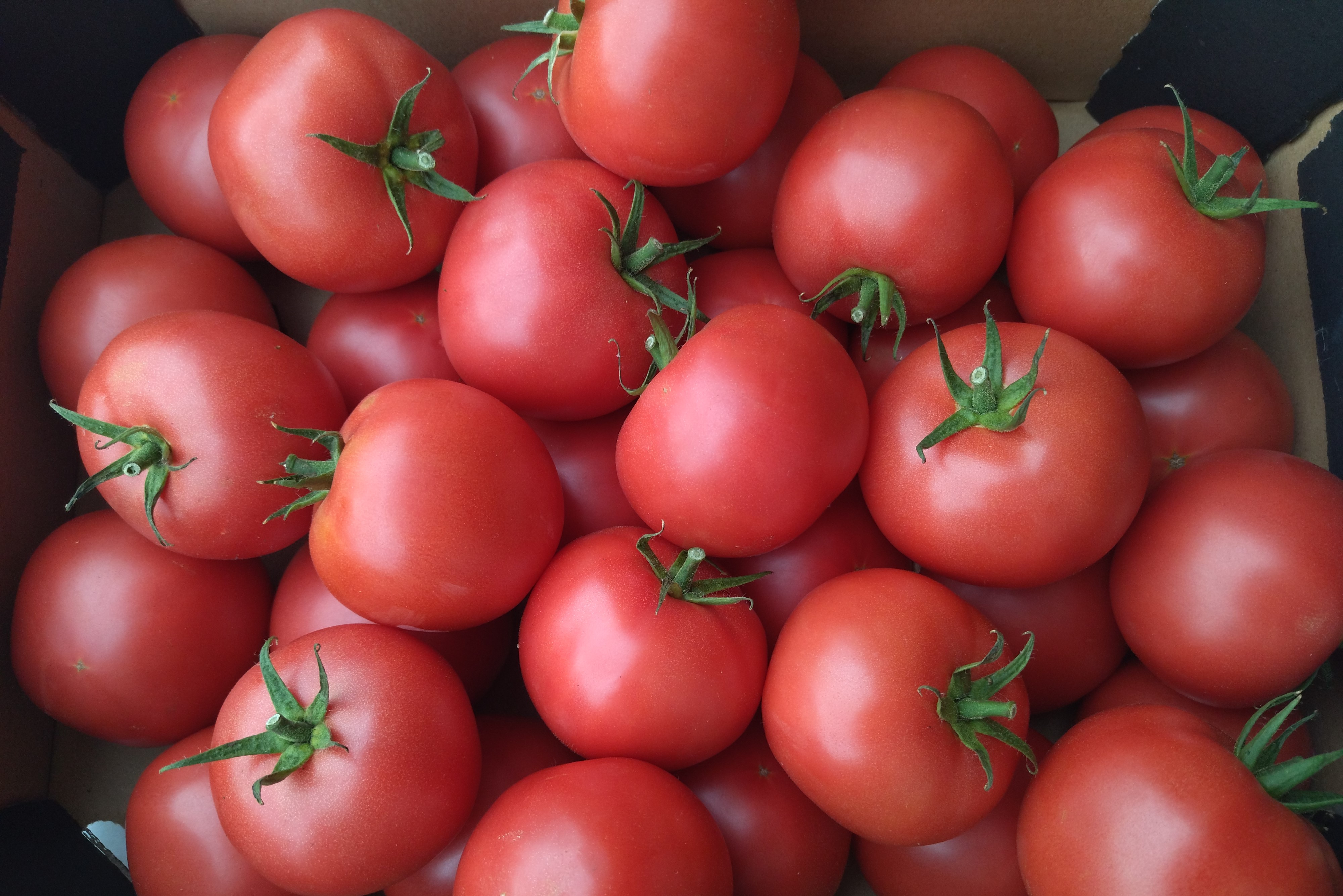 Tomates frambuesa   