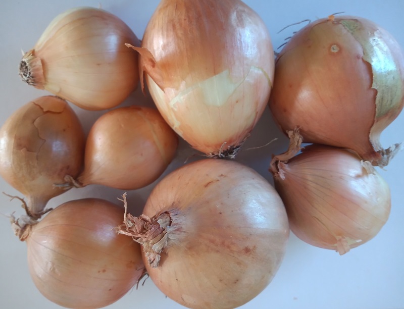 Onion  