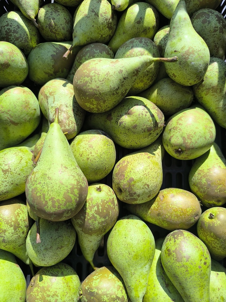 Conference Pears Ripe 