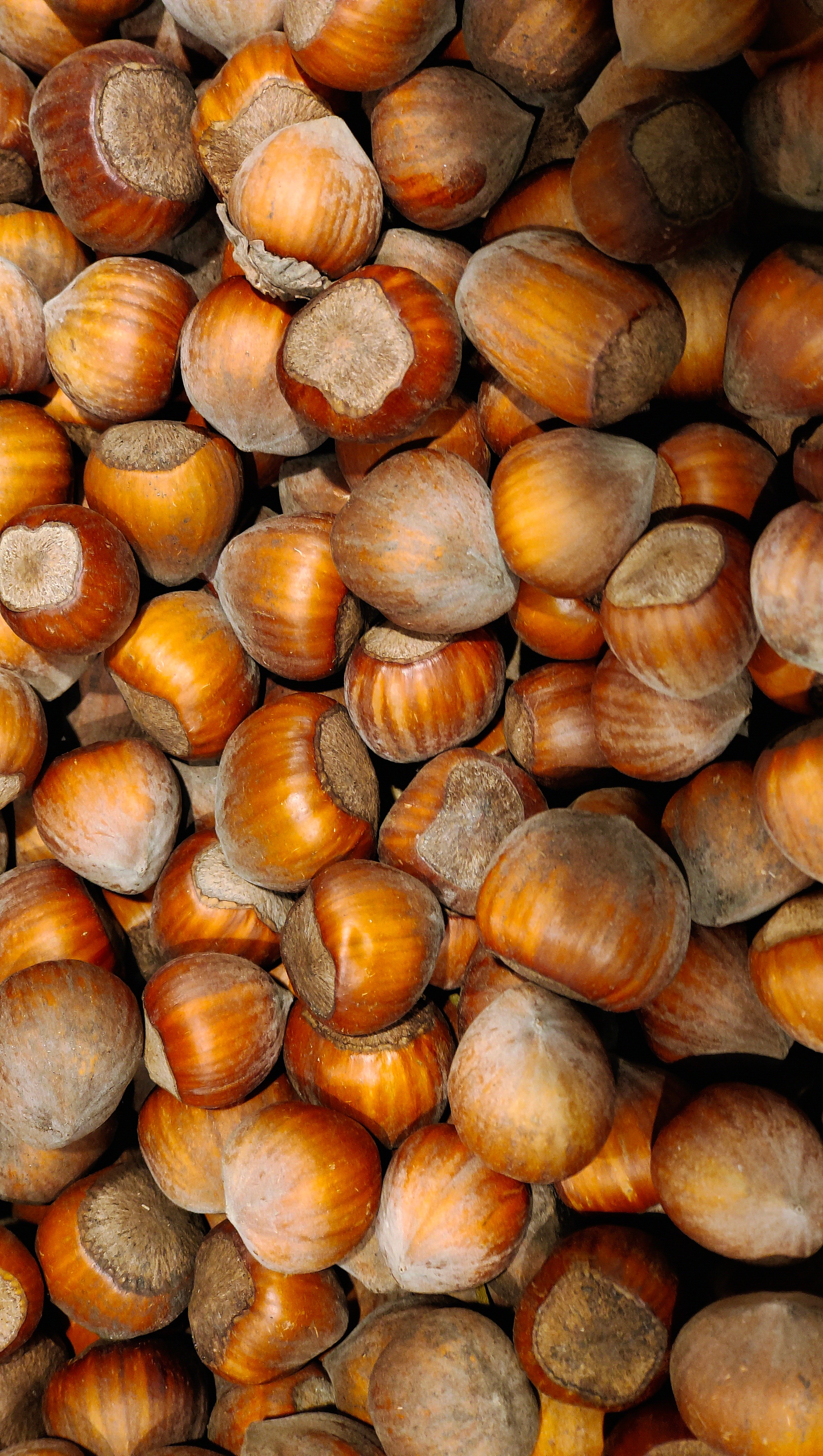 Hazelnuts in shell