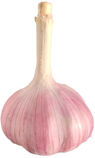 Harnaś großer Knoblauch  