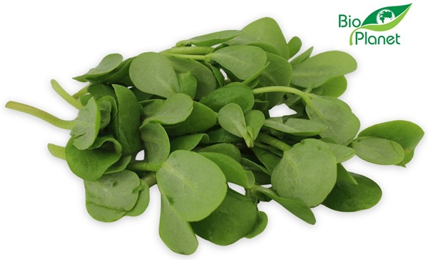 Portulaka ekologiczna Bio Planet