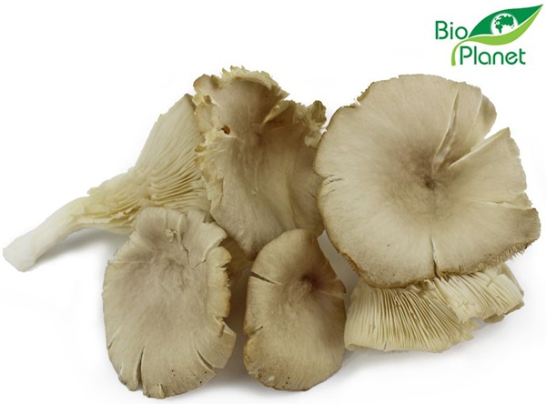 Boczniaki ekologiczne Bio Planet