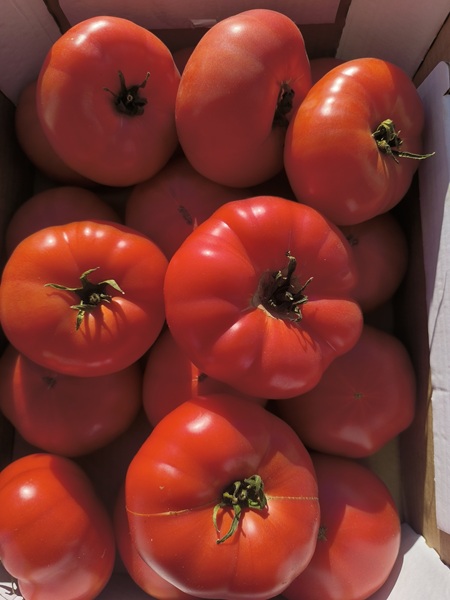Pomidory malinowe większe z Gospodarstwa Rolno-Ogrodniczego Ryszard Prus