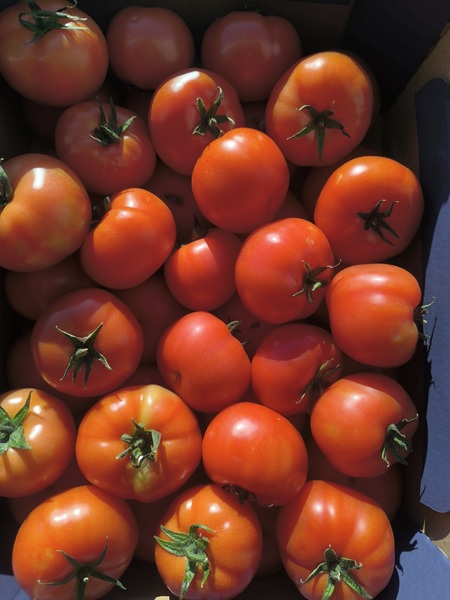 Pomidory polskie z Gospodarstwa Rolno-Ogrodniczego Ryszard Prus